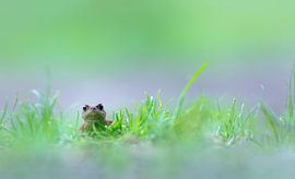 een padje op mijn pad by Maria  Van Dijk