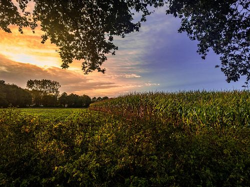 Evening light over the Achterhoek countryside