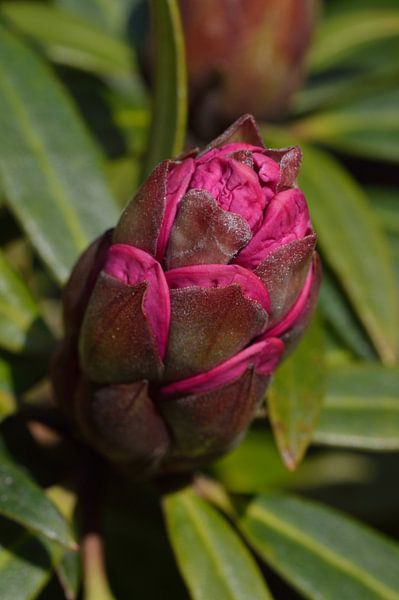 Macro rhododendron purple flower bud by Jeffry Clemens