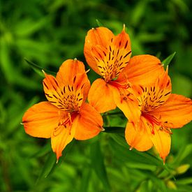 Alstroemeria - Azores - Tropical flowers by Claudia Esveldt