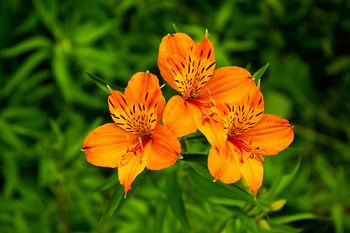 Alstroemeria - Azoren - Tropische Blumen