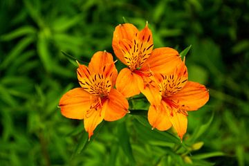 Alstroemeria - Azores - Tropical flowers by Claudia Esveldt