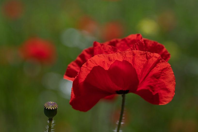 roter mohn blüht auf der Wiese von Ulrike Leone