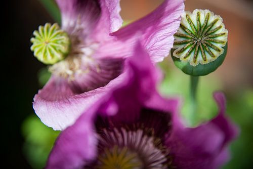 Lila Mohn, Höhle in den Niederlanden