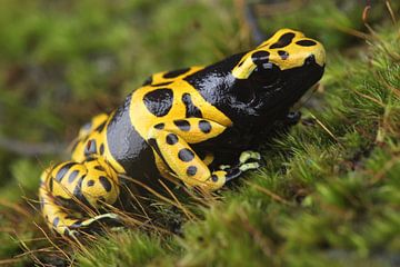 Bijengifkikker (Dendrobates leucomelas) van Ronald Pol