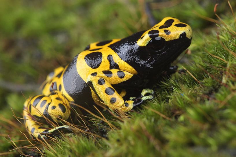 Bienengiftfrosch (Dendrobates leucomelas) von Ronald Pol
