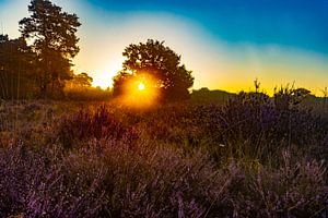 Die Drentse Heide bei Sonnenaufgang