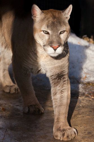 A sunlit cougar in close-up goes forward in close-up, an orange-yellow big cat with green eyes