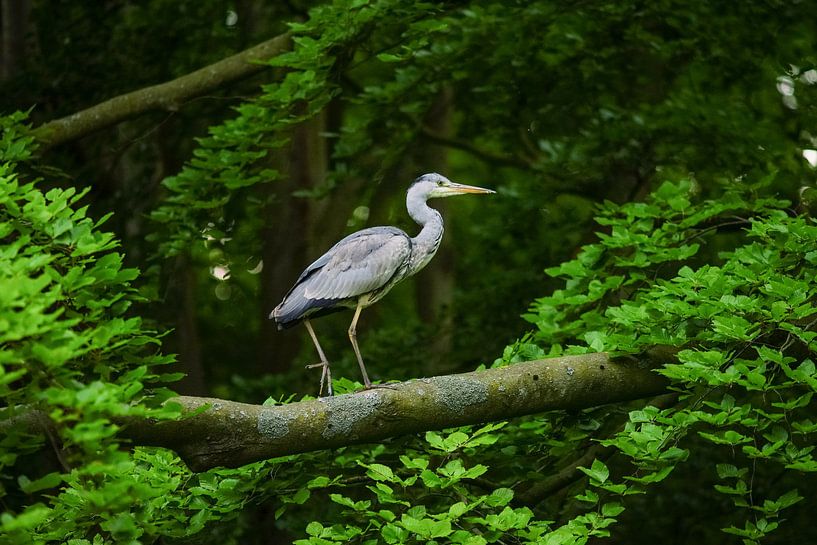 Reiger in een boom by Dirk van Egmond