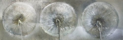 Three dandelions in the white light by Annette Schmucker