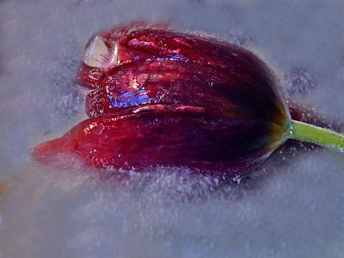 Tulipe en glace