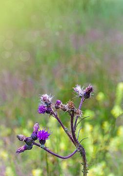 Palustre Cirsium dans le marais