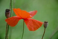 Poppy