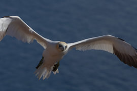 Helgoland im Überblick von Jaap Ladenius