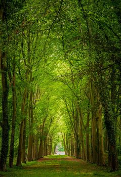 Lush nature in the Netherlands