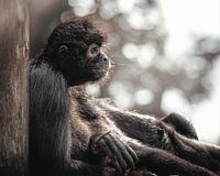 Singe se balançant contre un arbre