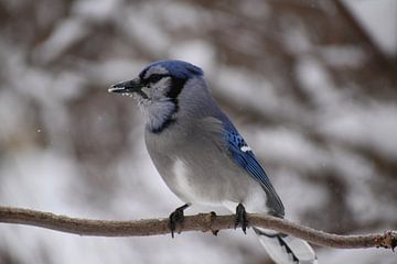 Een Blue Jay in de winter in de tuin van Claude Laprise