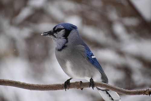 Een Blue Jay in de winter in de tuin