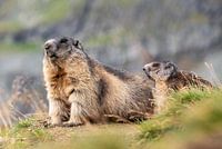 Murmeltiere in den Alpen