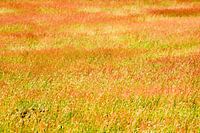 Veld in rood en geel