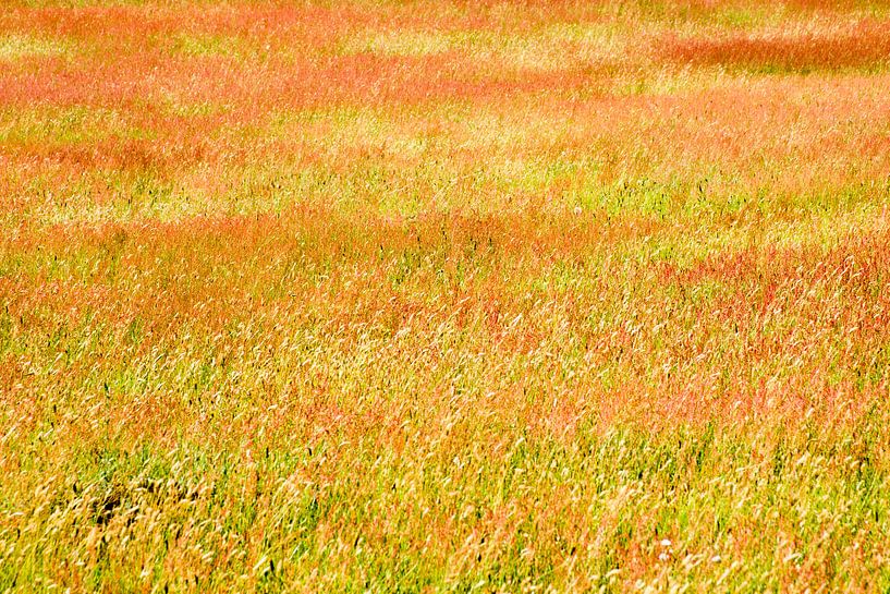 Feld in rot und gelb von René Wolters