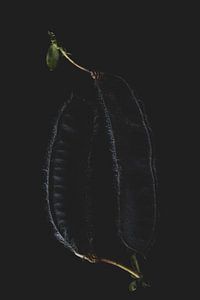 Graine noire