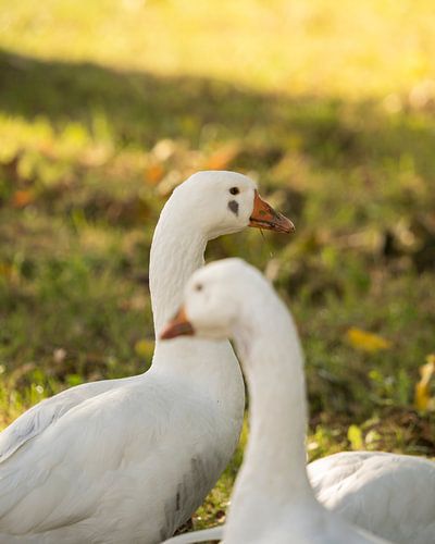 Deux oies