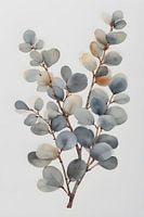 Dusty Blue Eucalyptus