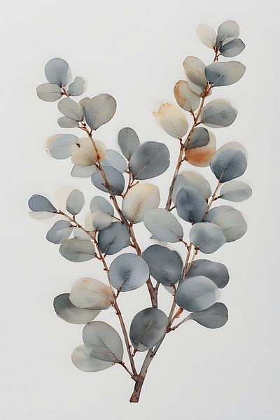 Dusty Blue Eucalyptus by pungky setiawan