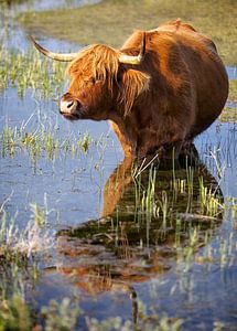 Hooglander in het water van Fotografie Egmond