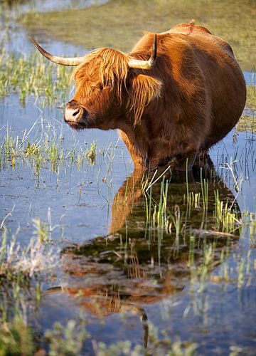 Hooglander in het water