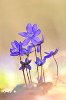 Liverwort