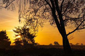 Zonsopgang over de heide in natuurgebied de Veluwe van Sjoerd van der Wal Fotografie