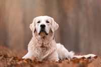 Golden Retriever hond in de herfst