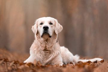 Golden Retriever hond in de herfst van Daniëlle Kock