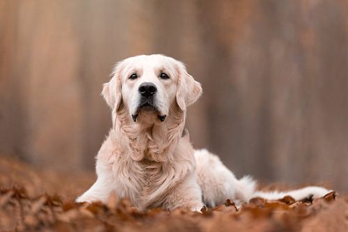 Golden Retriever dog in autumn