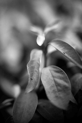 Plante en noir et blanc sur Lilian Bisschop