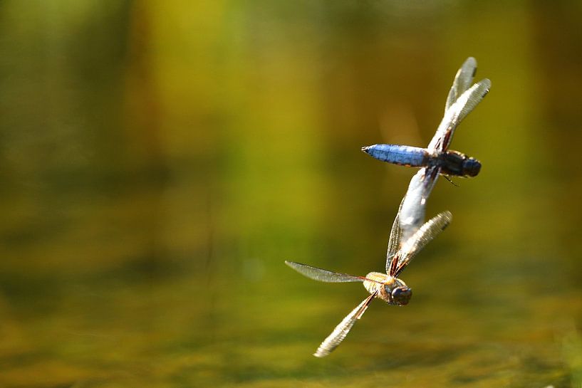Colorful common sandbar dragonfly by A. Bles
