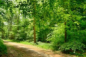 Sous les arbres de la forêt