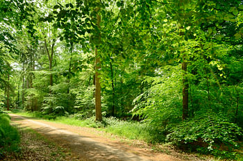 Sous les arbres de la forêt