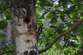 Woodpecker with prey by Inner Horizon