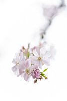 Blüte