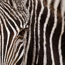 Oog in oog met de zebra van Sandra Kuijpers thumbnail