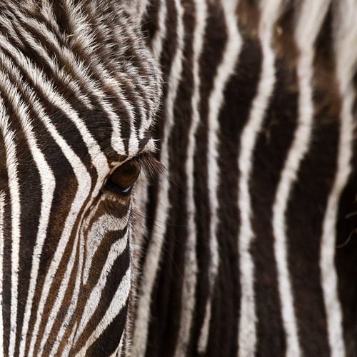 Oog in oog met de zebra