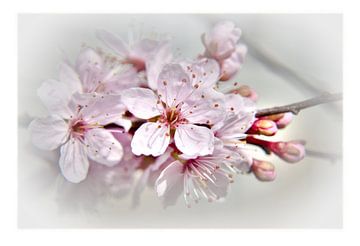 blossom sur Alex Hiemstra