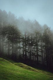 Austrian Trees by Eva Ruiten