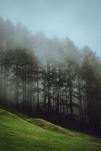 Oostenrijkse Bossen van Eva Ruiten