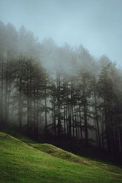 Österreichische Wälder von Eva Ruiten
