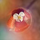 Champagne with strawberry and violets by Rene van Heerdt thumbnail