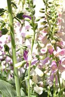 Flowers 5